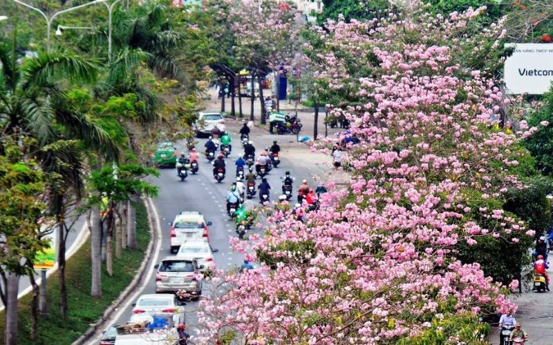 Hoa Kèn Hồng ở Sài Gòn