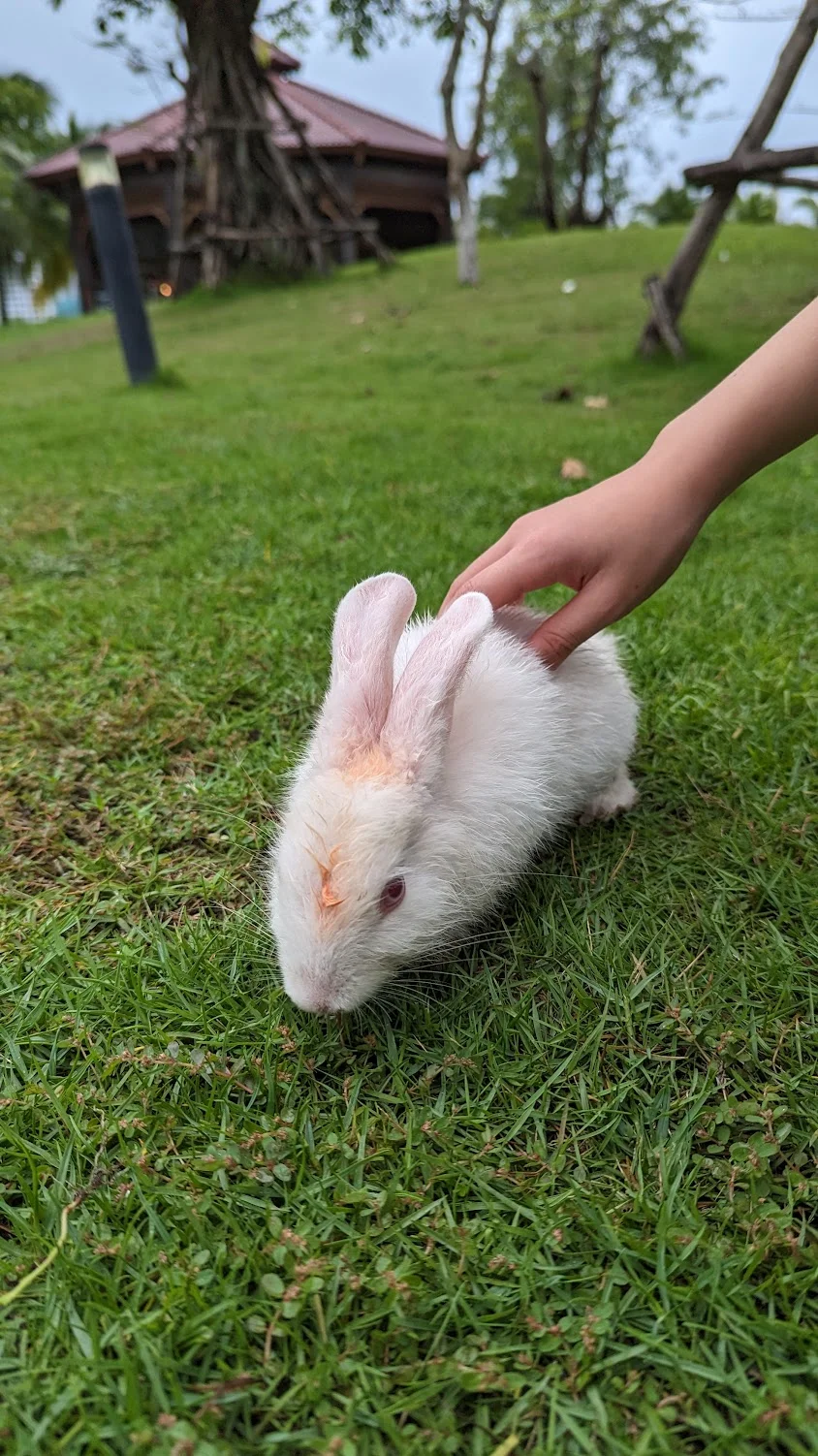 A white rabbit being gently pet by a child's hand on a green lawn