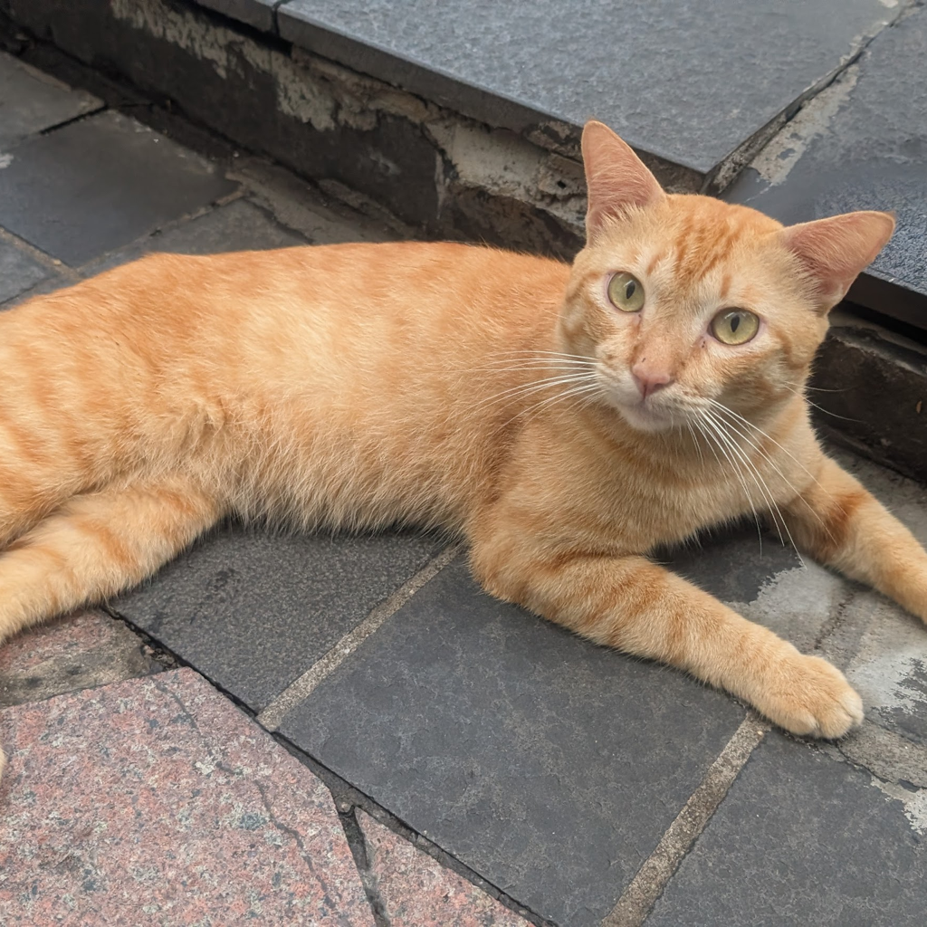 The Cryptic Cats of the Basement